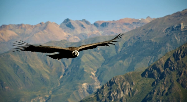 Colca Canyon