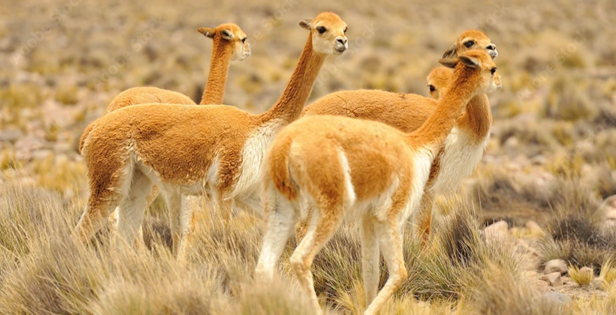 Vicuñas in Pampa Cañahuas Reserve